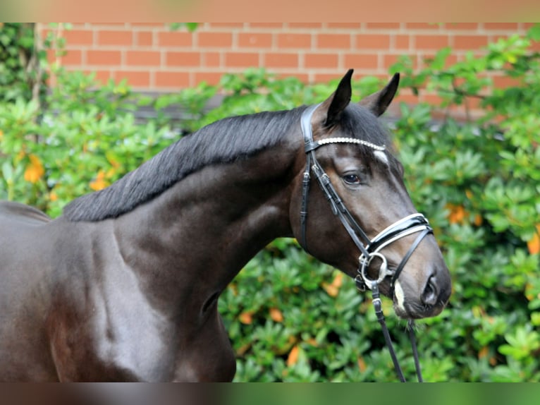 Hannoveriano Semental 2 años 170 cm Castaño in Kutenholz