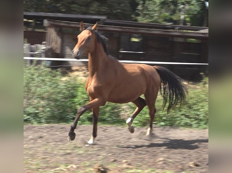 Hannoveriano Semental 2 años 170 cm Castaño in L&#xFC;beck