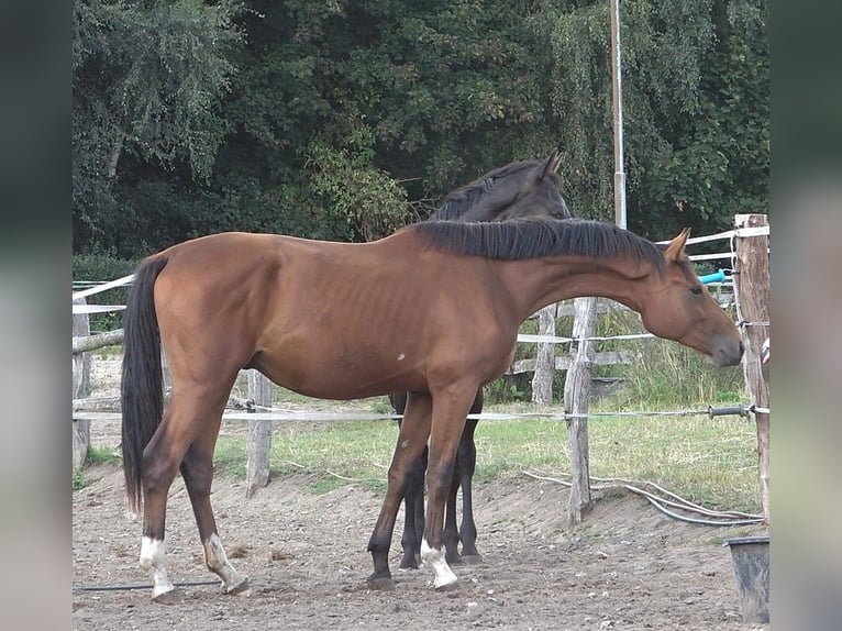Hannoveriano Semental 2 años 170 cm Castaño in L&#xFC;beck