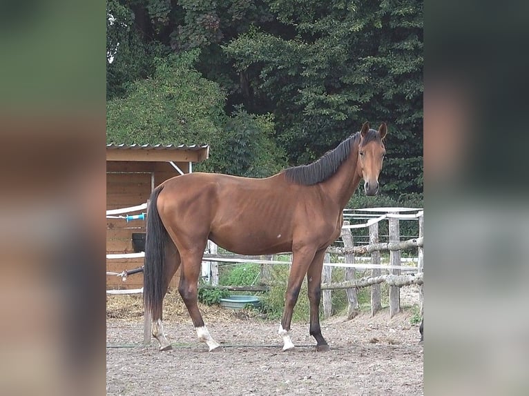 Hannoveriano Semental 2 años 170 cm Castaño in L&#xFC;beck