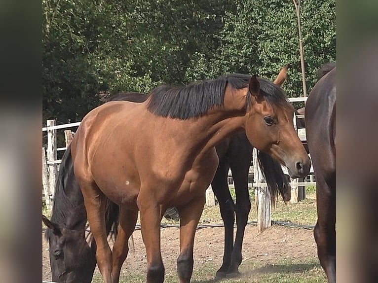 Hannoveriano Semental 2 años 170 cm Castaño in L&#xFC;beck