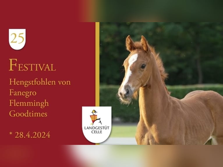 Hannoveriano Semental 2 años 170 cm Castaño in Rehburg-Loccum Münchehagen
