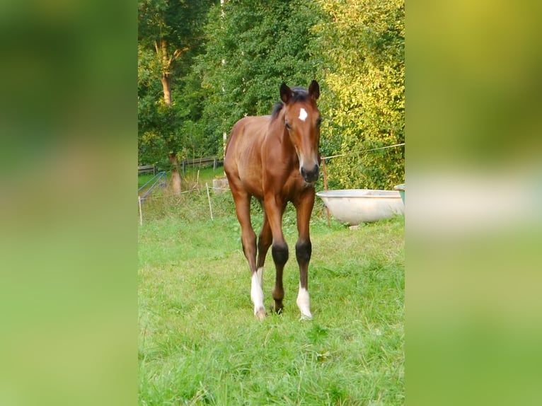 Hannoveriano Semental 2 años 170 cm Castaño in Hetschburg