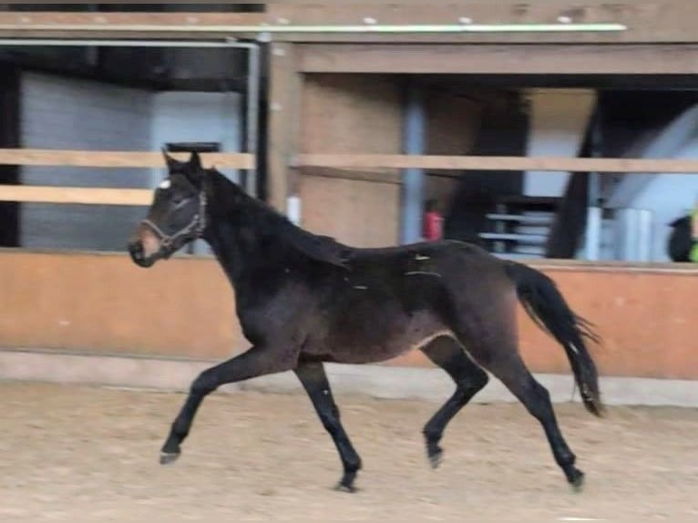 Hannoveriano Semental 2 años 170 cm Castaño oscuro in Weyhe