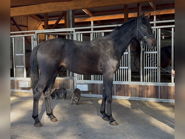 Hannoveriano Semental 2 años 170 cm Castaño oscuro in Barver