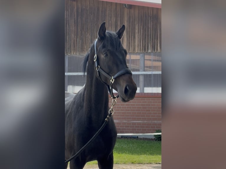 Hannoveriano Semental 2 años 170 cm Castaño oscuro in Barver