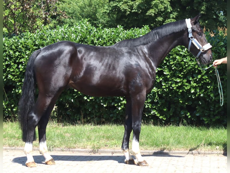Hannoveriano Semental 2 años 170 cm Negro in Selsingen