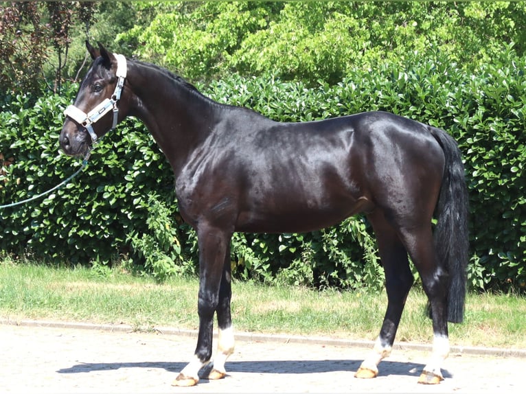 Hannoveriano Semental 2 años 170 cm Negro in Selsingen