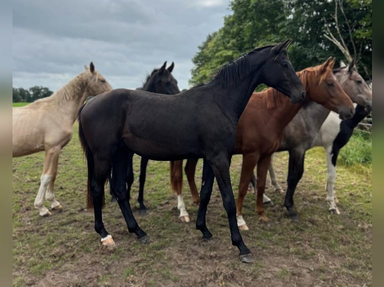 Hannoveriano Semental 2 años 172 cm Morcillo in Gro&#xDF;heide