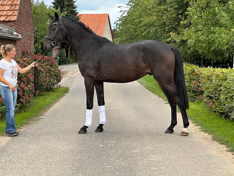 Hannoveriano Semental 2 años 172 cm Morcillo in Weeze