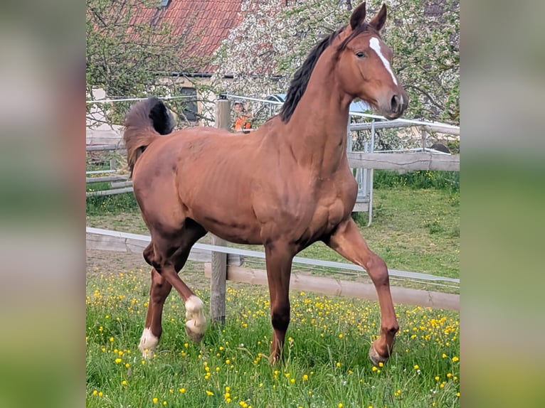Hannoveriano Semental 2 años 173 cm Alazán-tostado in Herren-Sulzbach