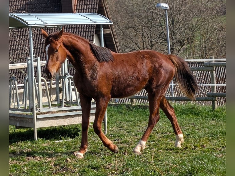 Hannoveriano Semental 2 años 173 cm Alazán-tostado in Herren-Sulzbach