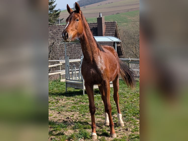 Hannoveriano Semental 2 años 173 cm Alazán-tostado in Herren-Sulzbach