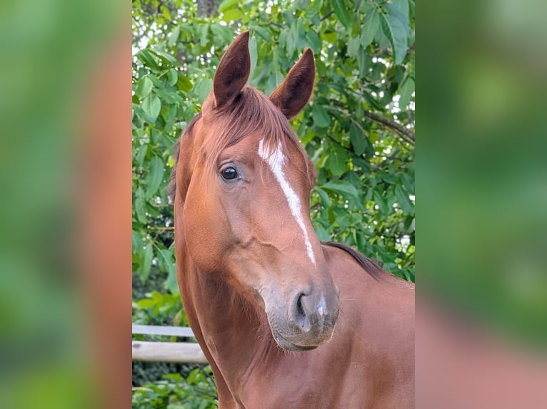 Hannoveriano Semental 2 años 173 cm Alazán-tostado in Herren-Sulzbach