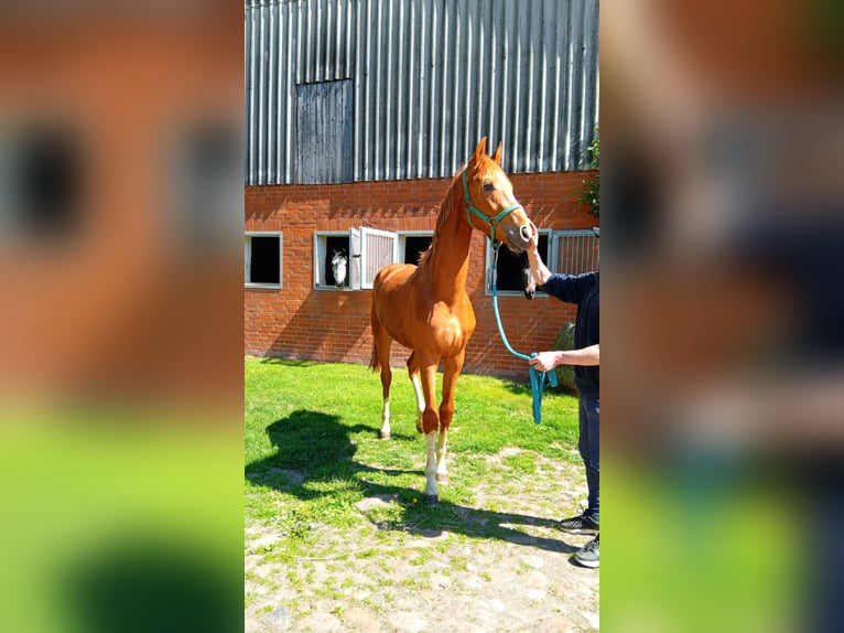 Hannoveriano Semental 2 años Alazán in GROTE BROGEL