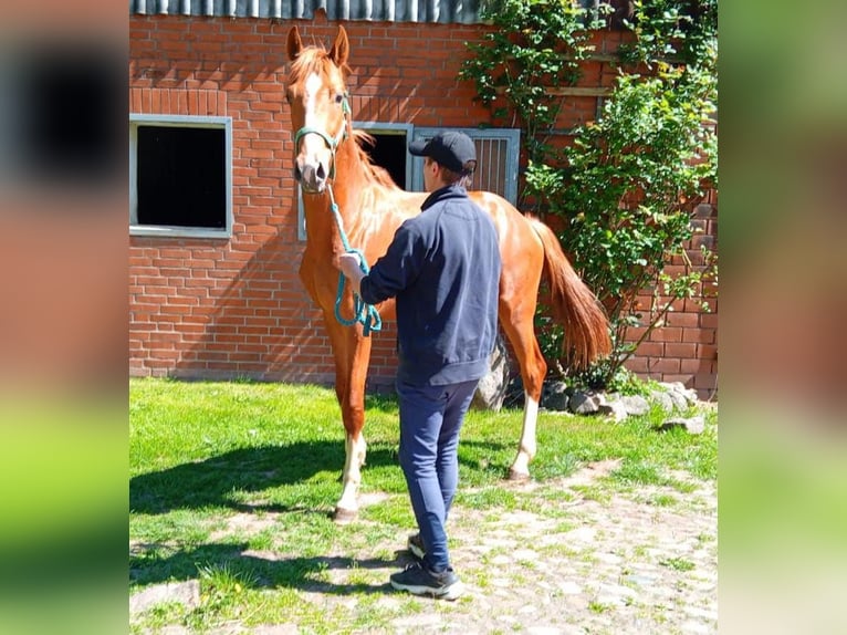 Hannoveriano Semental 2 años Alazán in GROTE BROGEL