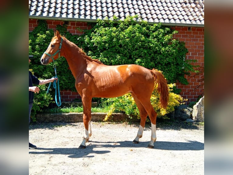 Hannoveriano Semental 2 años Alazán in GROTE BROGEL
