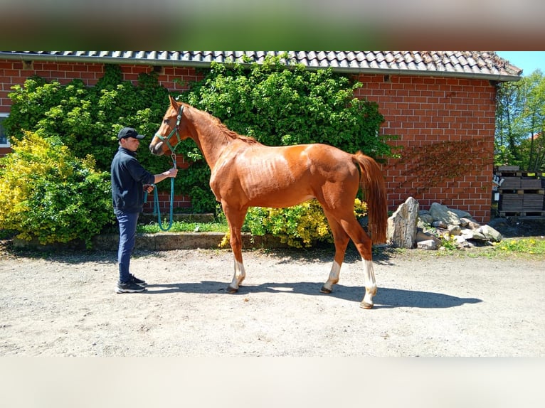 Hannoveriano Semental 2 años Alazán in GROTE BROGEL