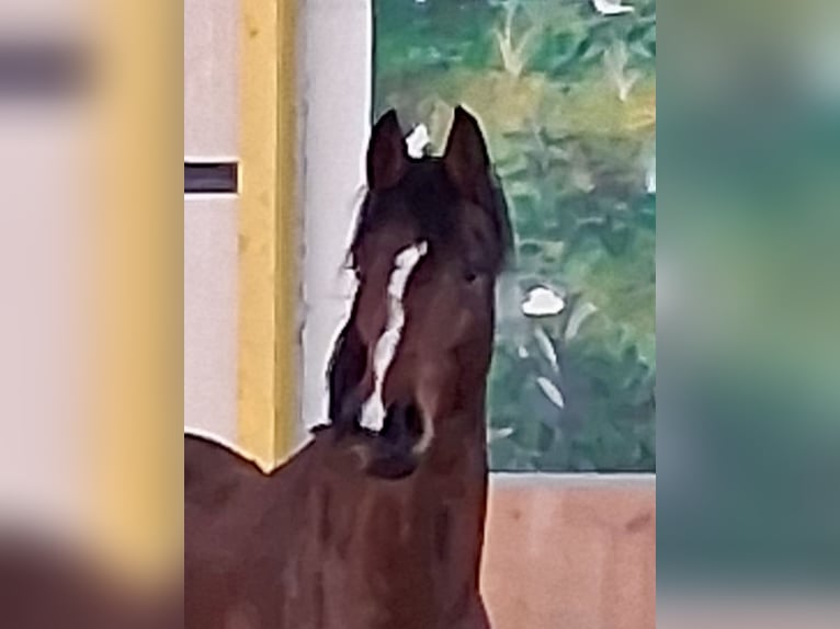 Hannoveriano Semental 2 años Castaño in Rees