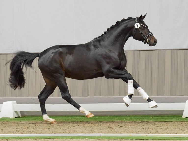 Hannoveriano Semental 2 años Morcillo in Münster-Handorf