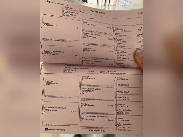 Hannoveriano Semental 2 años Negro in Vechta