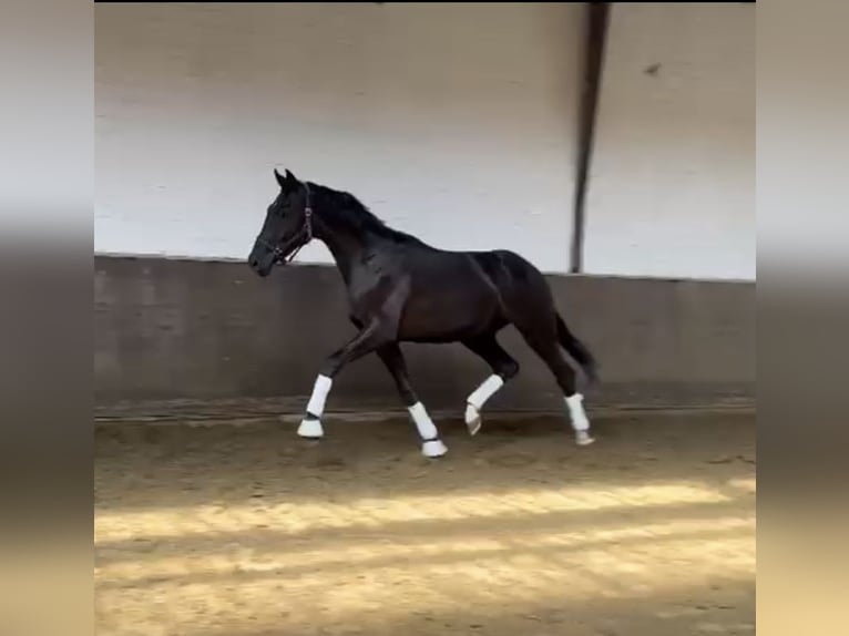 Hannoveriano Semental 2 años Negro in Vechta