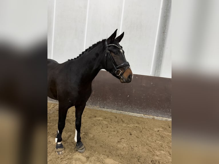 Hannoveriano Semental 3 años 156 cm Castaño in Overasselt