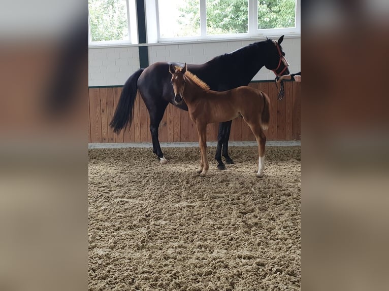 Hannoveriano Semental 3 años 158 cm Alazán-tostado in Meppen