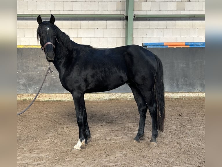 Hannoveriano Semental 3 años 158 cm Negro in Wolfsburg