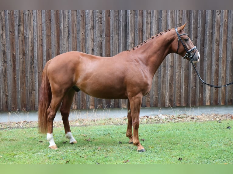 Hannoveriano Semental 3 años 164 cm Alazán in Celle