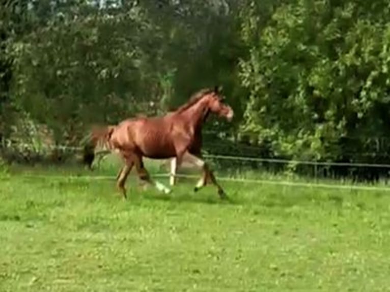 Hannoveriano Semental 3 años 164 cm Alazán in Aurich