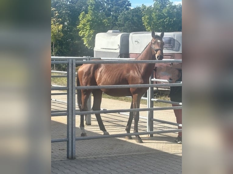 Hannoveriano Semental 3 años 165 cm Castaño in Burgstädt