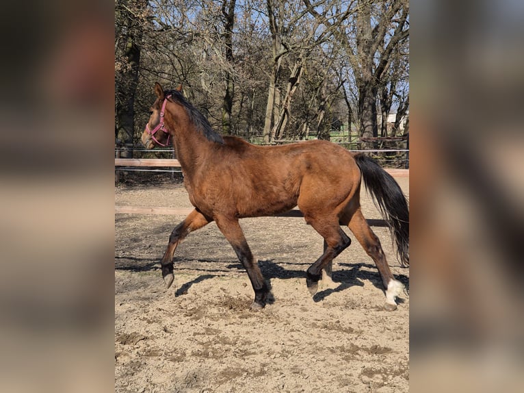 Hannoveriano Semental 3 años 165 cm Castaño in Vienenburg