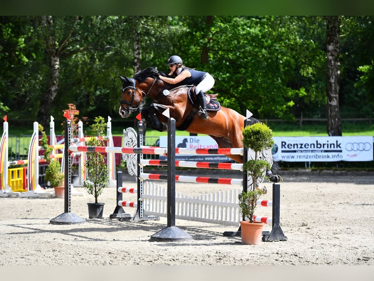 Hannoveriano Semental 3 años 165 cm Castaño oscuro in Nienburg (Weser)