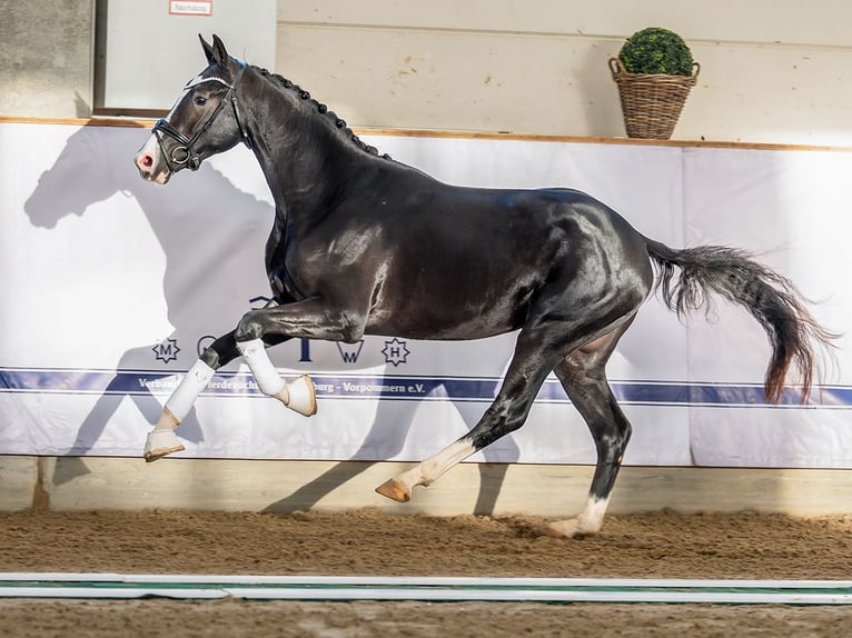 Hannoveriano Semental 3 años 165 cm Negro in Redefin