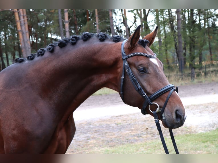 Hannoveriano Semental 3 años 166 cm Castaño oscuro in Celle