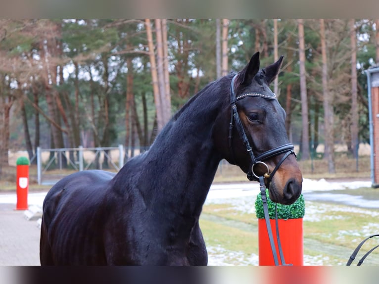 Hannoveriano Semental 3 años 167 cm Castaño oscuro in Celle