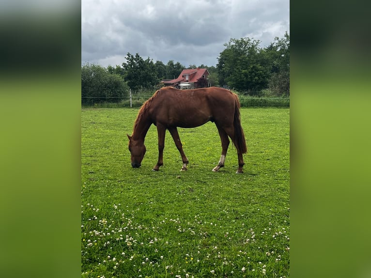 Hannoveriano Semental 3 años 168 cm Alazán in Gro&#xDF;heide Berumerfehn