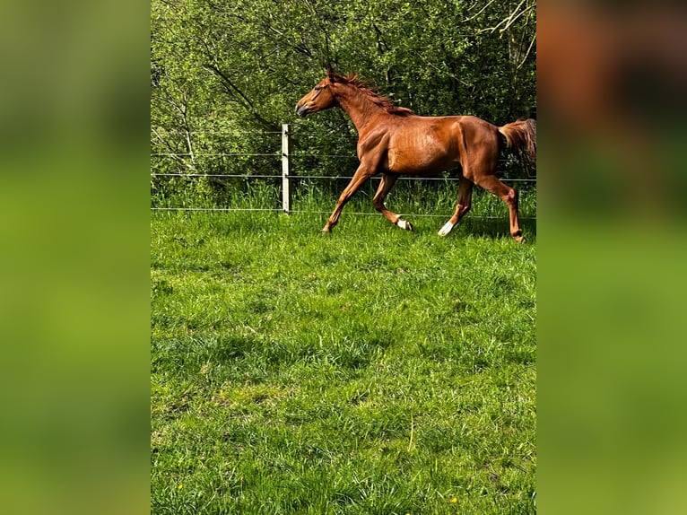 Hannoveriano Semental 3 años 168 cm Alazán in Gro&#xDF;heide Berumerfehn