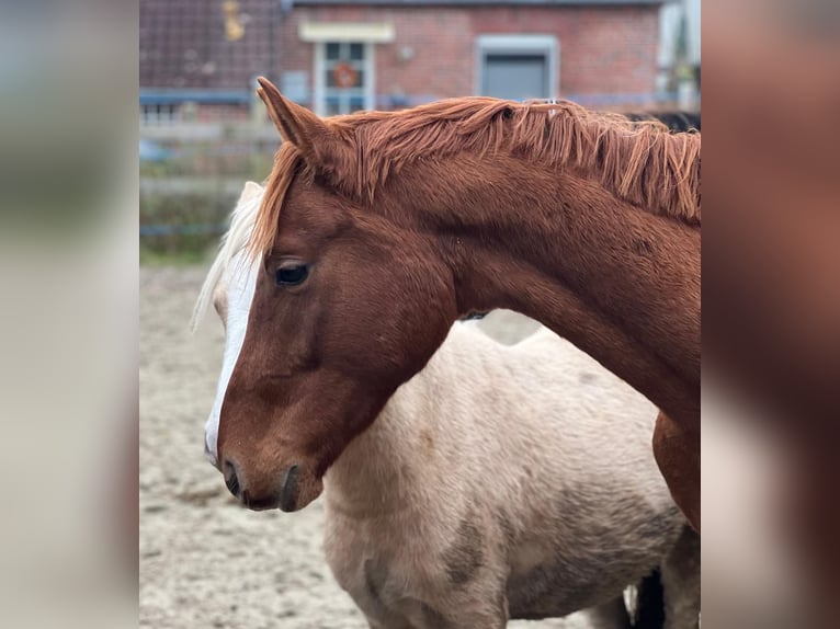 Hannoveriano Semental 3 años 168 cm Alazán in Gro&#xDF;heide Berumerfehn