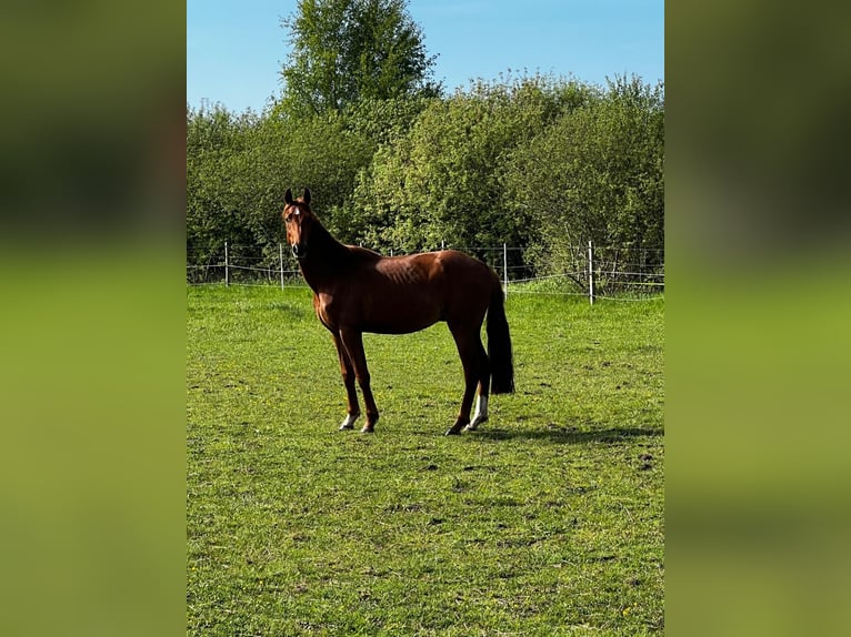 Hannoveriano Semental 3 años 168 cm Alazán in Gro&#xDF;heide Berumerfehn