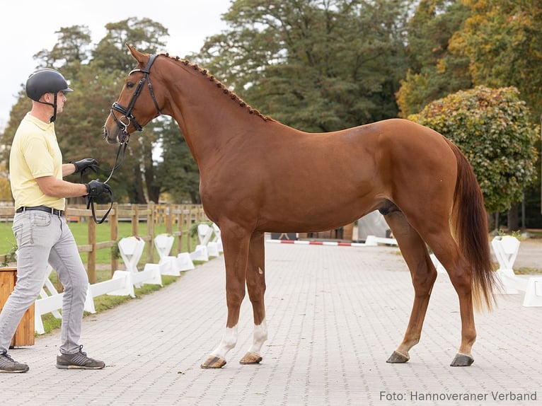 Hannoveriano Semental 3 años 168 cm Alazán in Verden