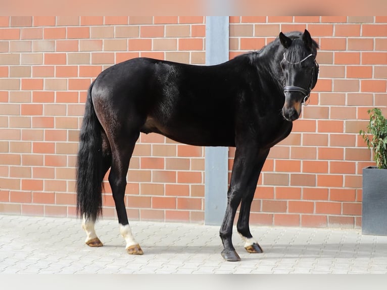 Hannoveriano Semental 3 años 168 cm Morcillo in Gro&#xDF;heide Berumerfehn