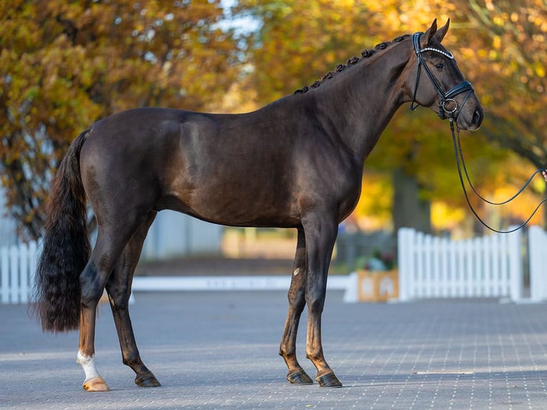 Hannoveriano Semental 3 años 170 cm Alazán in Redefin