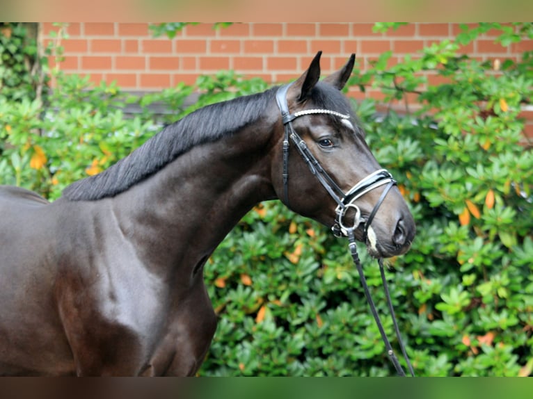Hannoveriano Semental 3 años 170 cm Castaño in Kutenholz