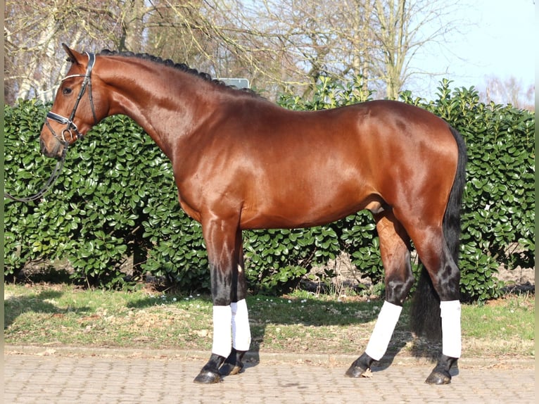 Hannoveriano Semental 3 años 170 cm Castaño in Selsingen