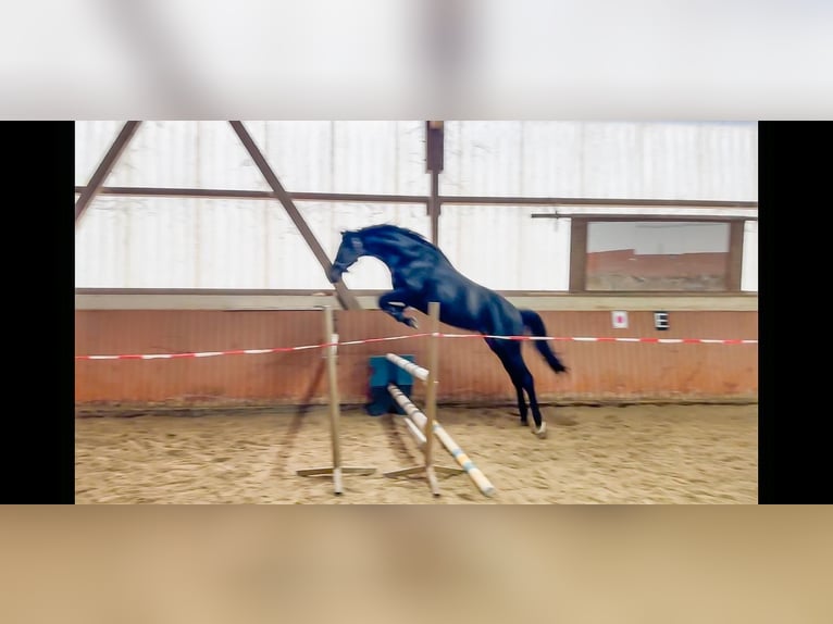 Hannoveriano Semental 3 años 170 cm Morcillo in Worms