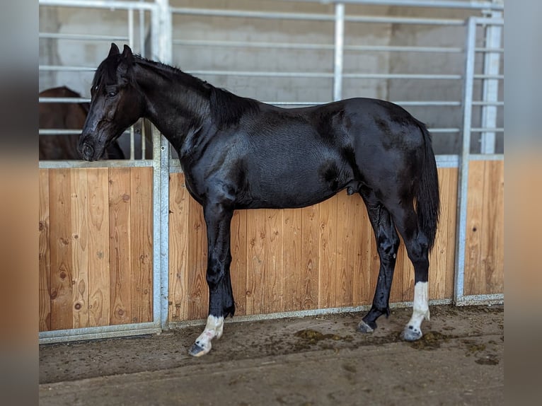 Hannoveriano Semental 3 años 172 cm Negro in Herren-Sulzbach