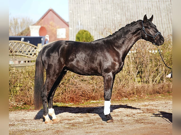 Hannoveriano Semental 3 años 175 cm Negro in Hohenfelde
