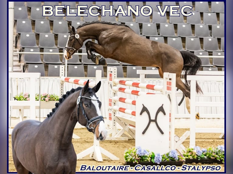Hannoveriano Semental 3 años Castaño oscuro in Salzhemmendorf